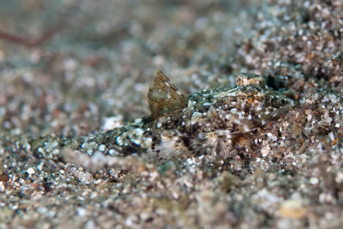 Callionymus delicatulus - Adunara