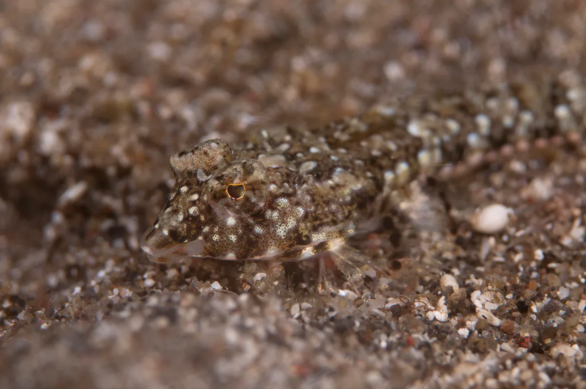 Callionymus delicatulus - Adunara