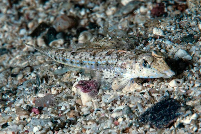 Callionymus delicatulus - Marsa 'Alam, EG-BA, EG