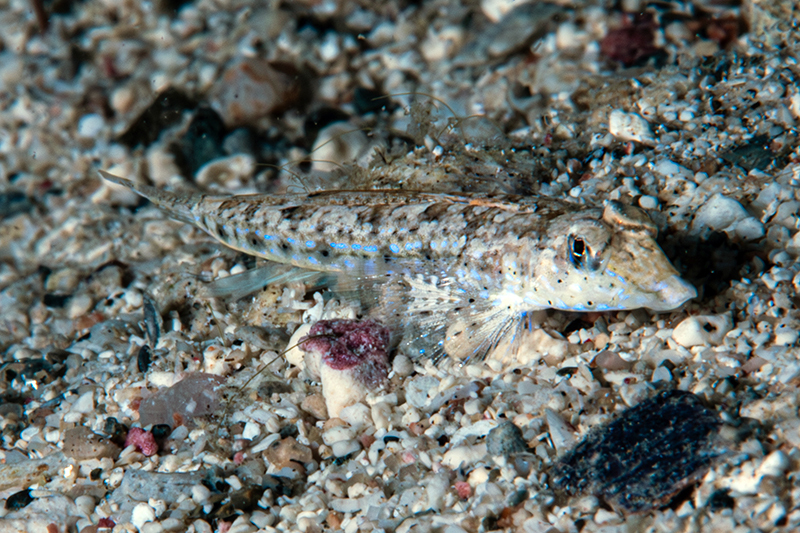 Callionymus delicatulus - Marsa 'Alam, EG-BA, EG