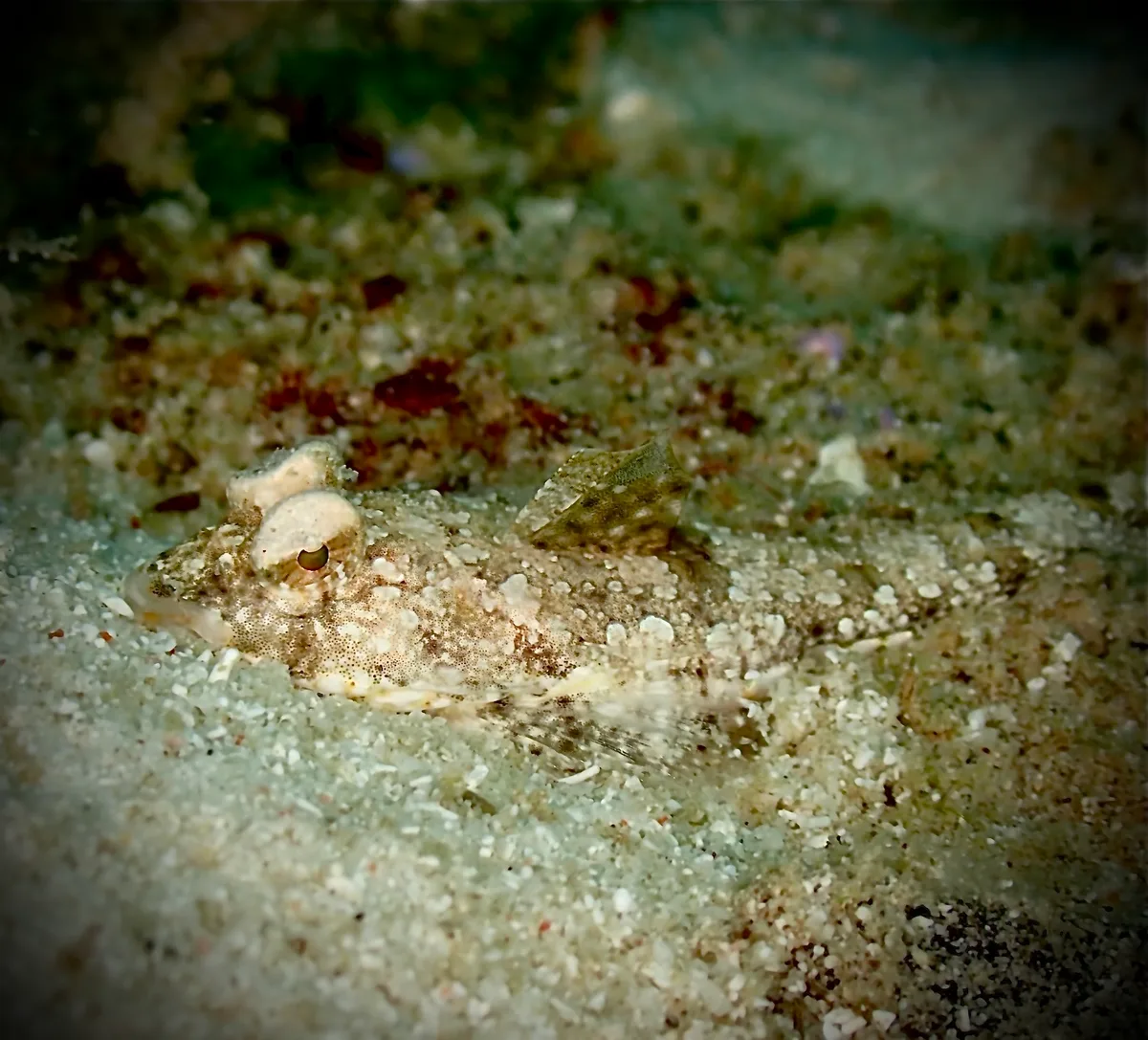 Callionymus delicatulus - Celebes Sea, Sabah, MY