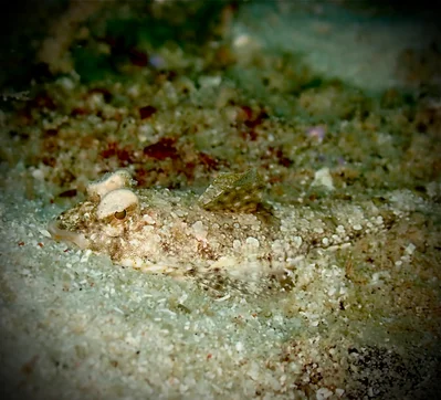 Callionymus delicatulus - Celebes Sea, Sabah, MY
