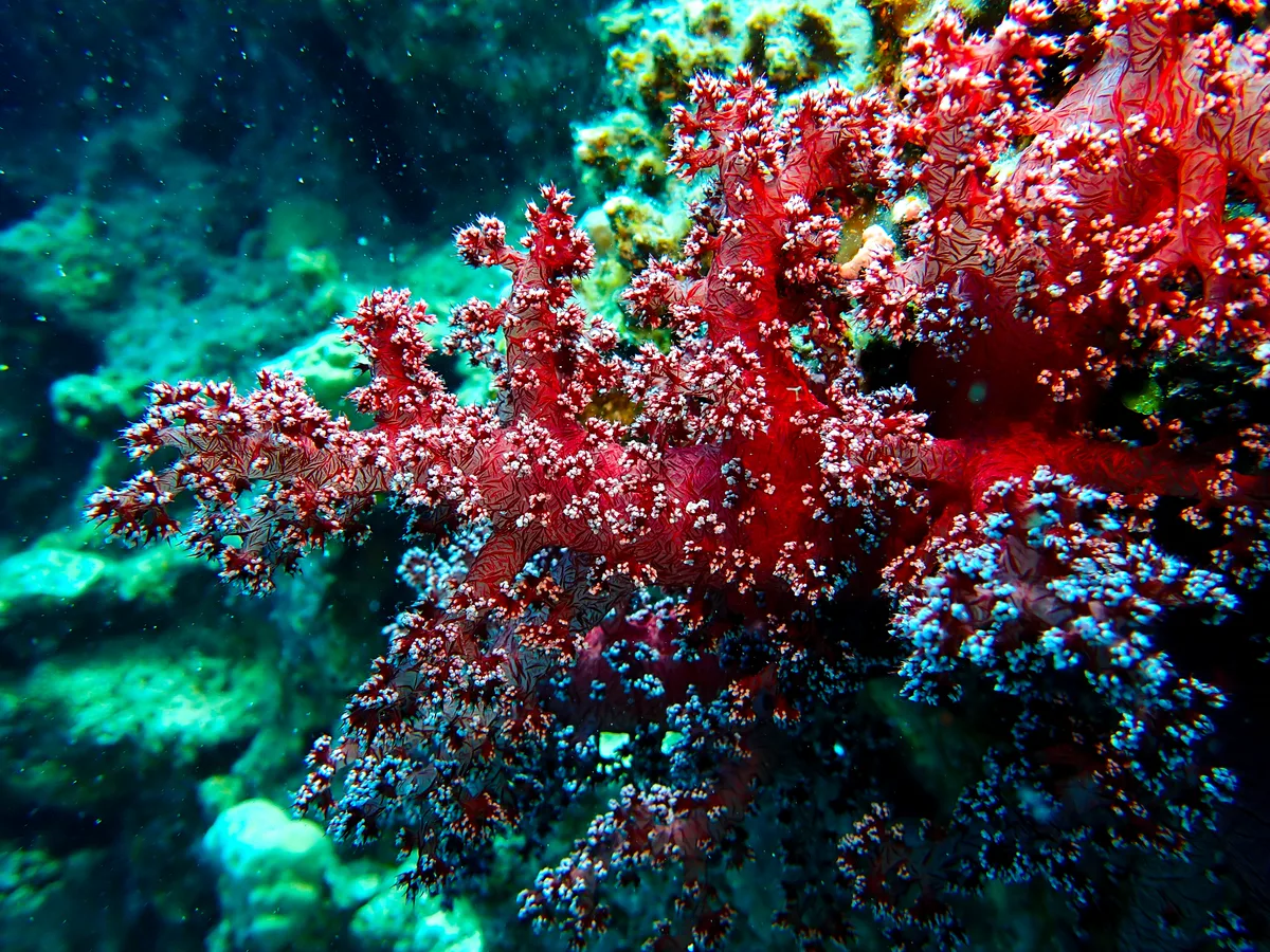 Dendronephthya Hemprichi