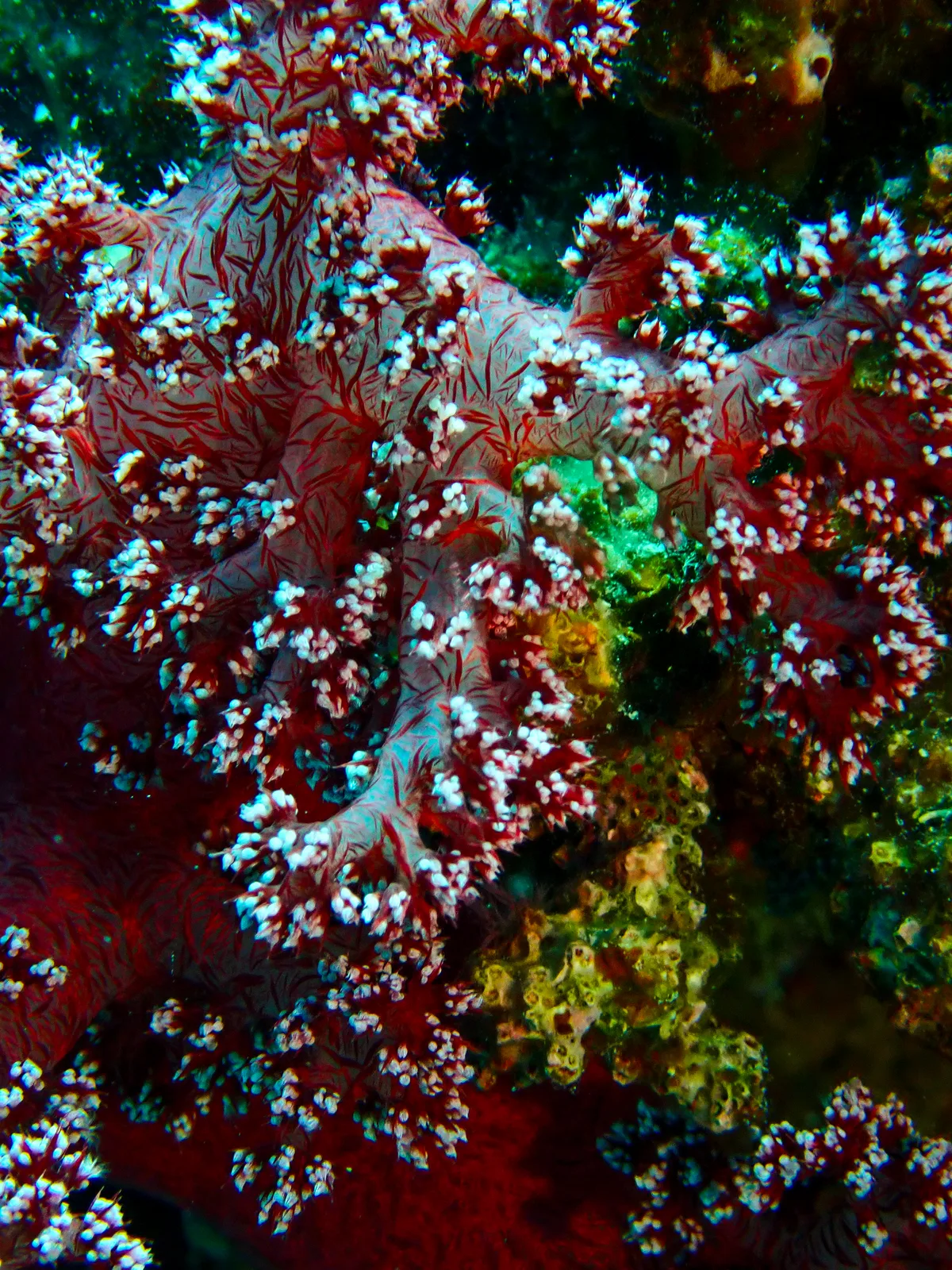 Dendronephthya Hemprichi