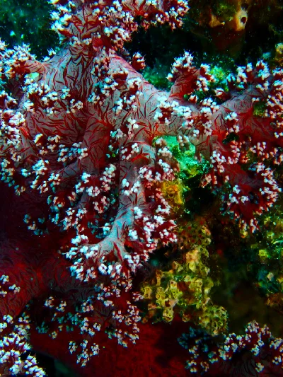 Dendronephthya Hemprichi