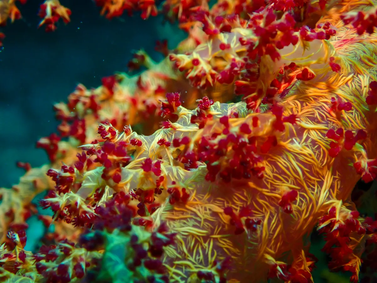Dendronephthya Hemprichi