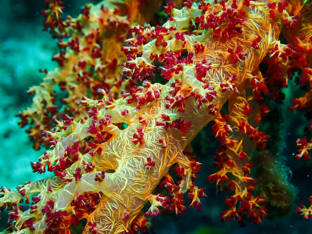 Dendronephthya Hemprichi