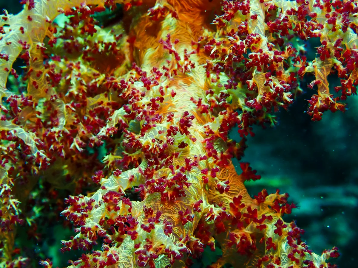Dendronephthya Hemprichi