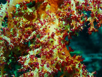 Dendronephthya Hemprichi