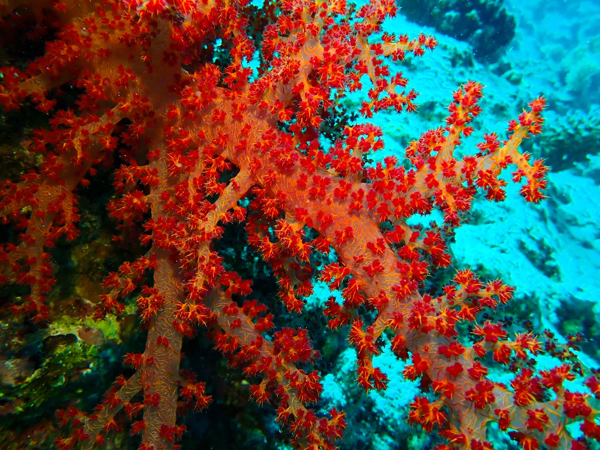 Dendronephthya Hemprichi