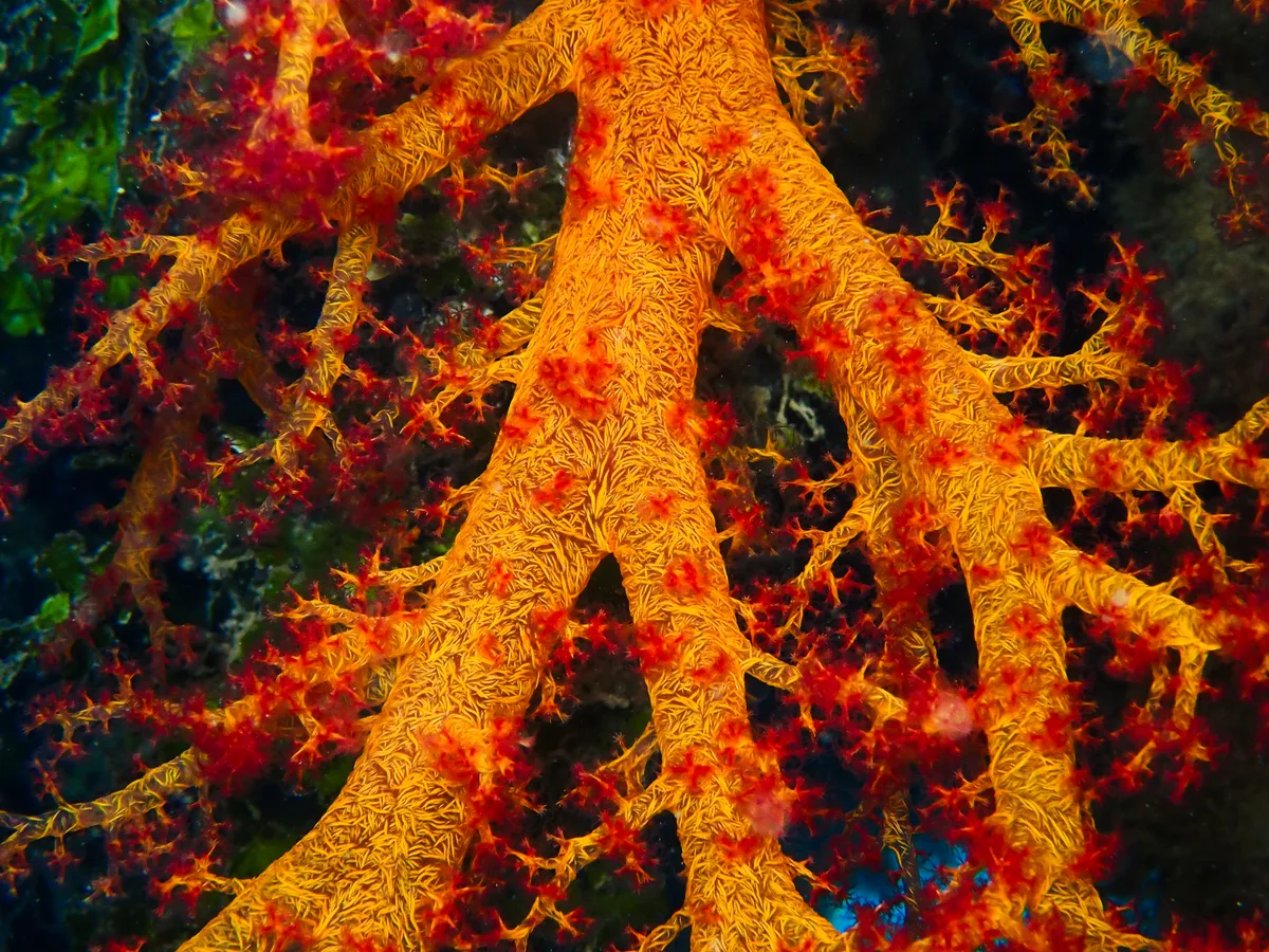 Dendronephthya Hemprichi