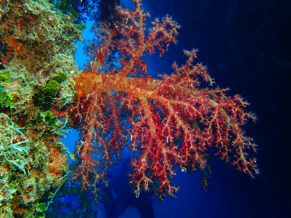 Dendronephthya Hemprichi