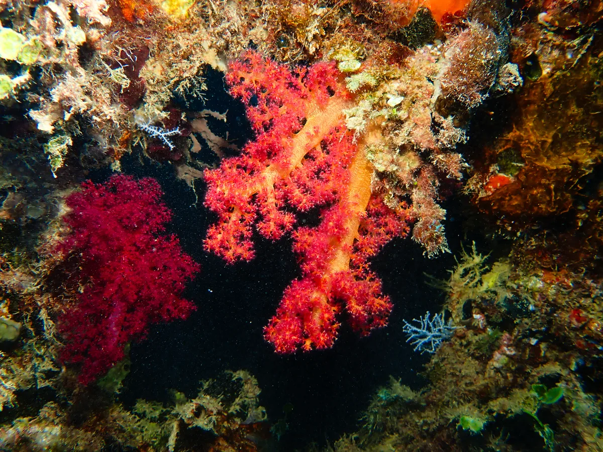 Dendronephthya Hemprichi