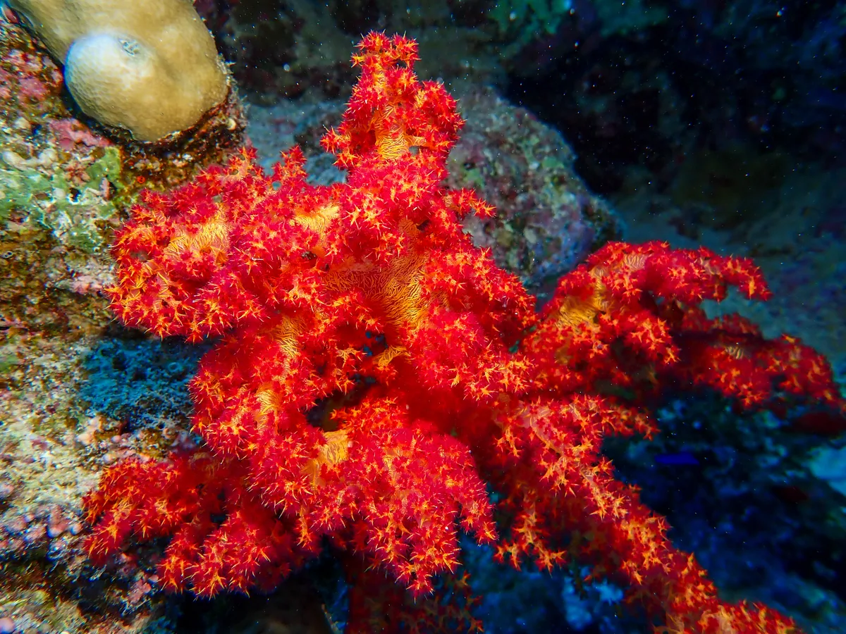 Dendronephthya Hemprichi