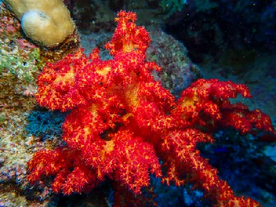 Dendronephthya Hemprichi