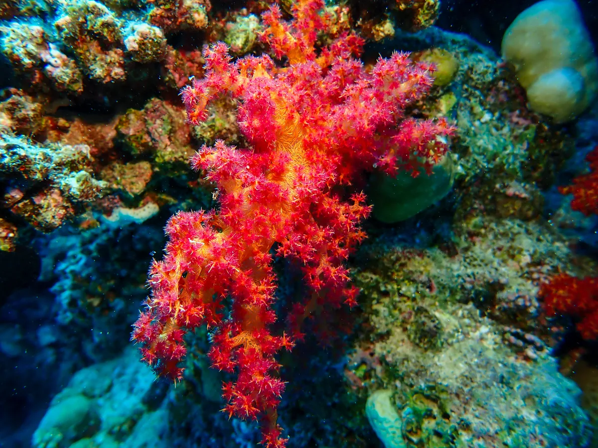Dendronephthya Hemprichi
