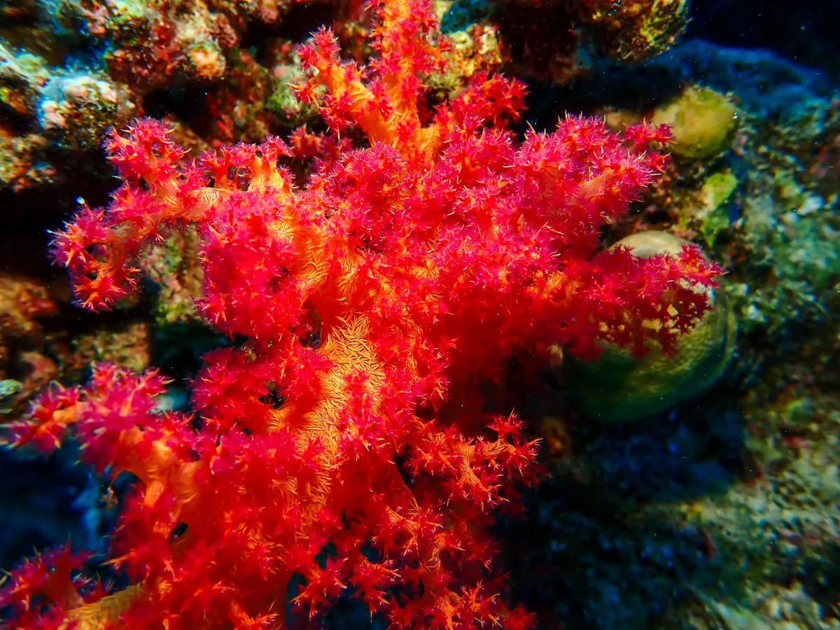 Dendronephthya Hemprichi
