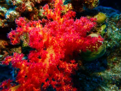 Dendronephthya Hemprichi