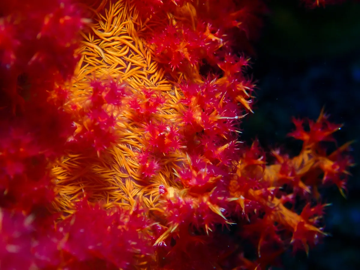Dendronephthya Hemprichi