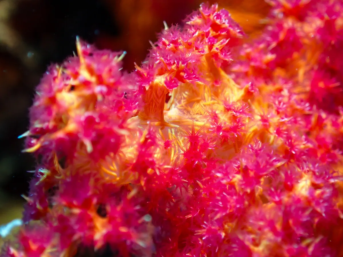 Dendronephthya Hemprichi