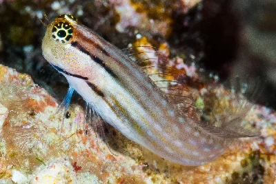 Dentex Blenny