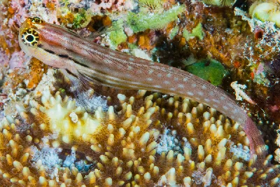 Dentex Blenny