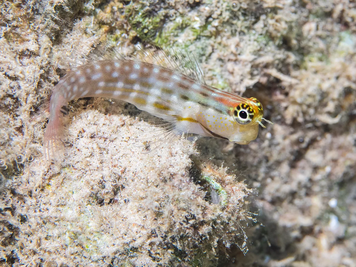 Dentex Blenny