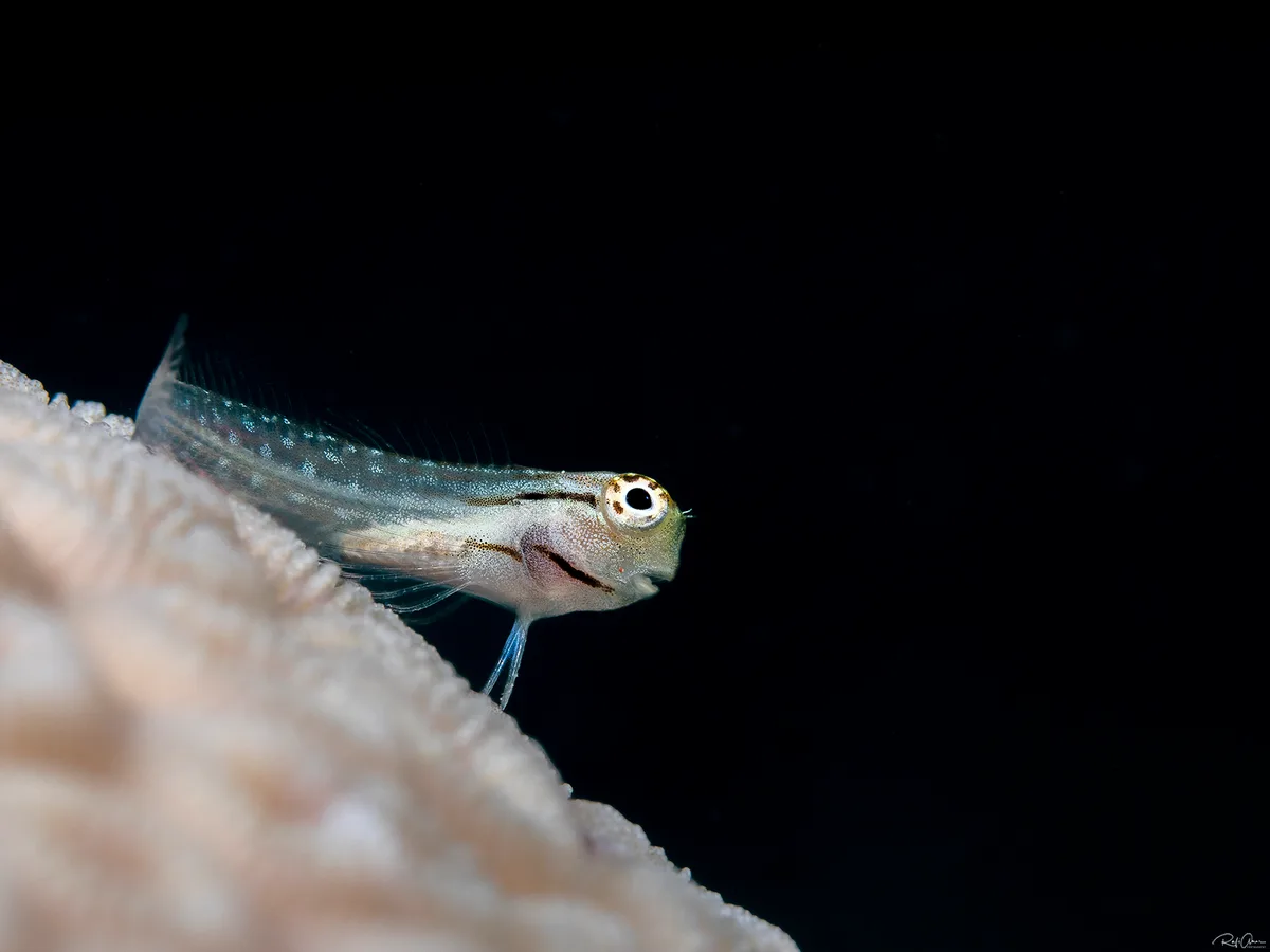 Dentex Blenny