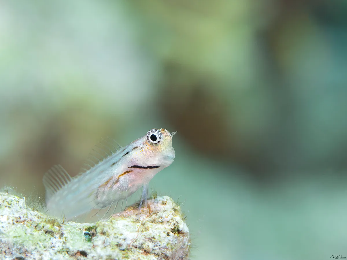 Dentex Blenny