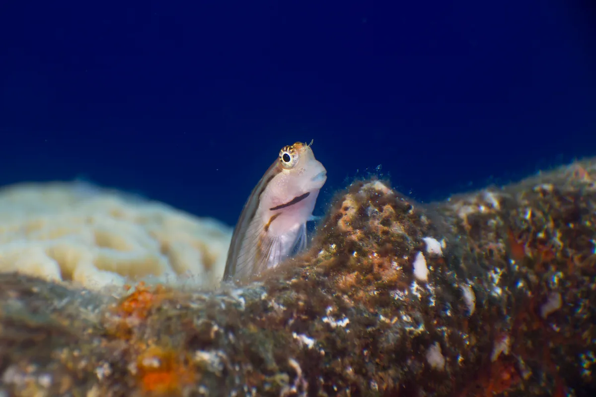Red Sea Combtooth blenny - Ecsenius dentex