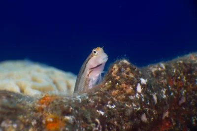 Red Sea Combtooth blenny - Ecsenius dentex