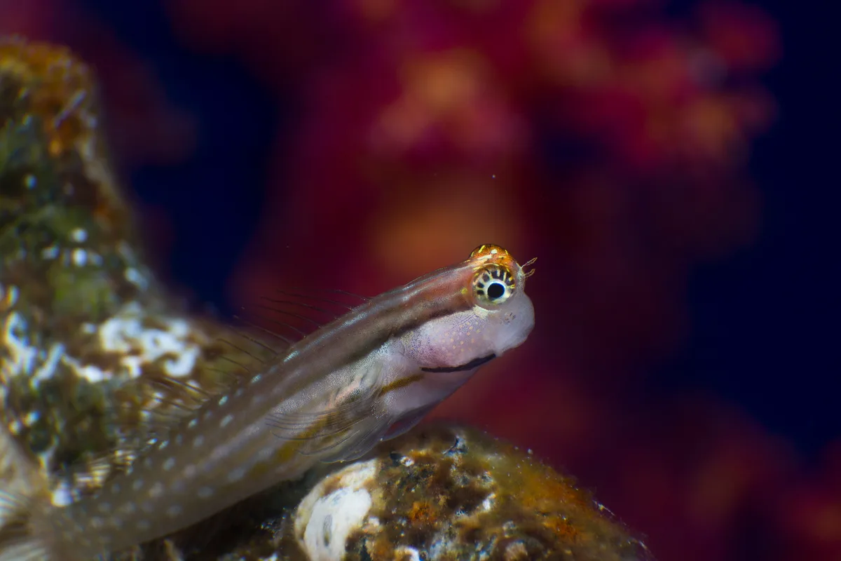Red Sea Combtooth blenny - Ecsenius dentex
