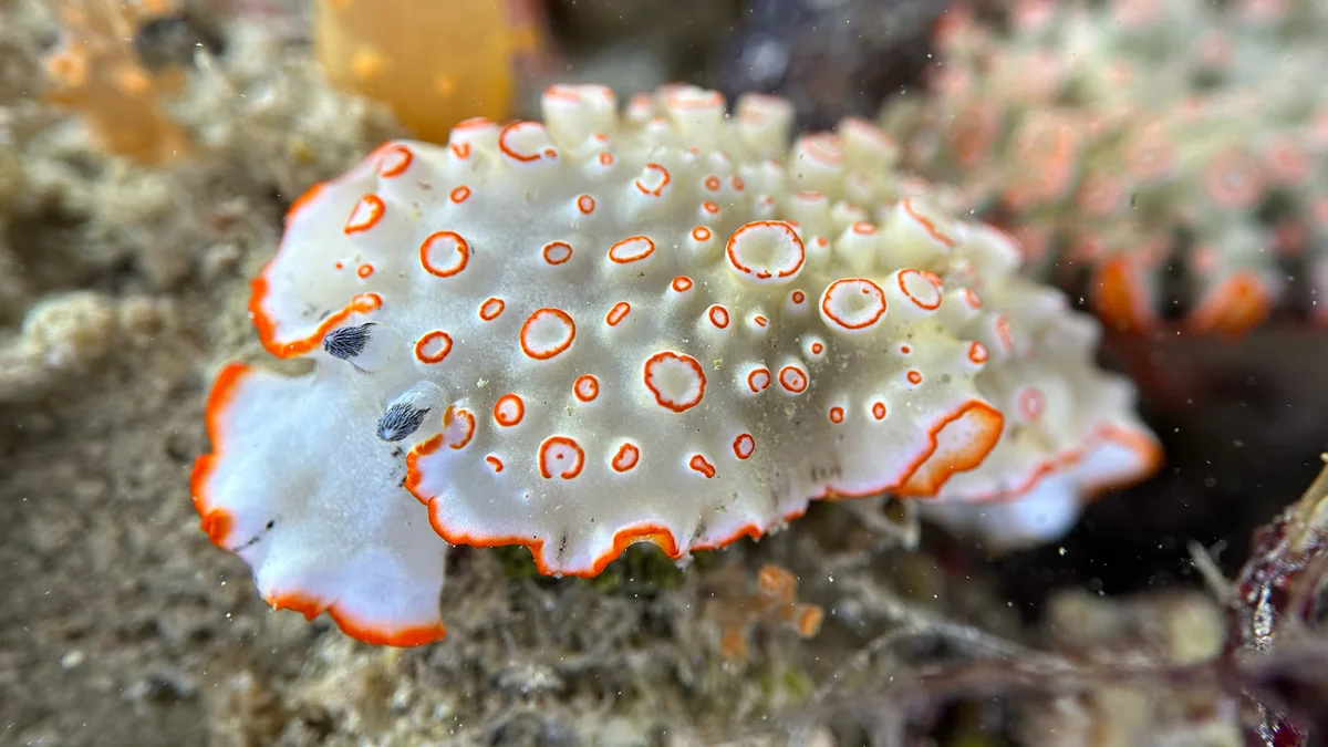 Dermatobranchus ornatus