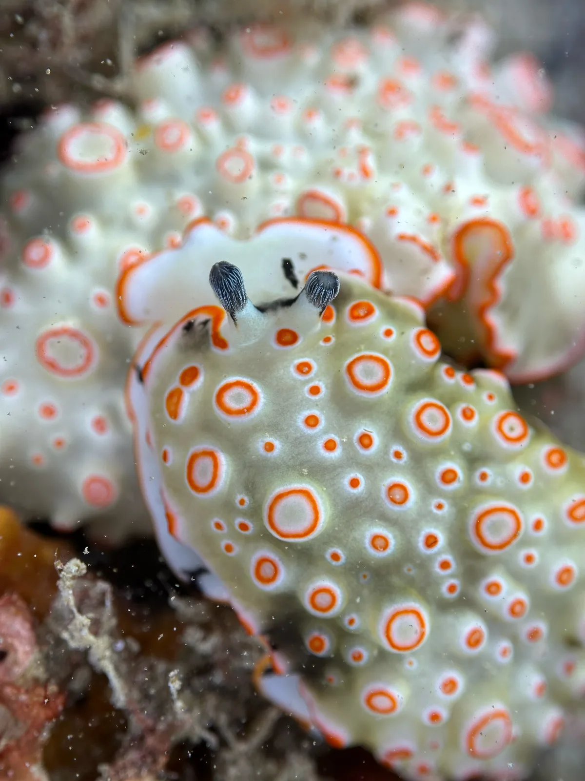 Dermatobranchus ornatus