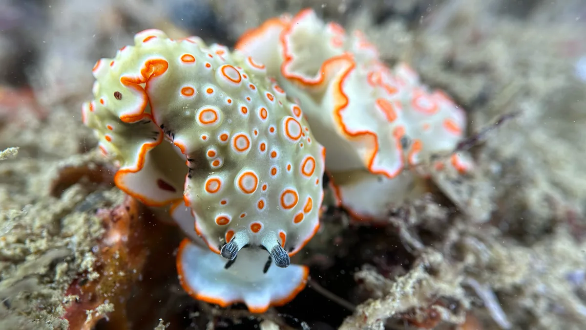 Dermatobranchus ornatus