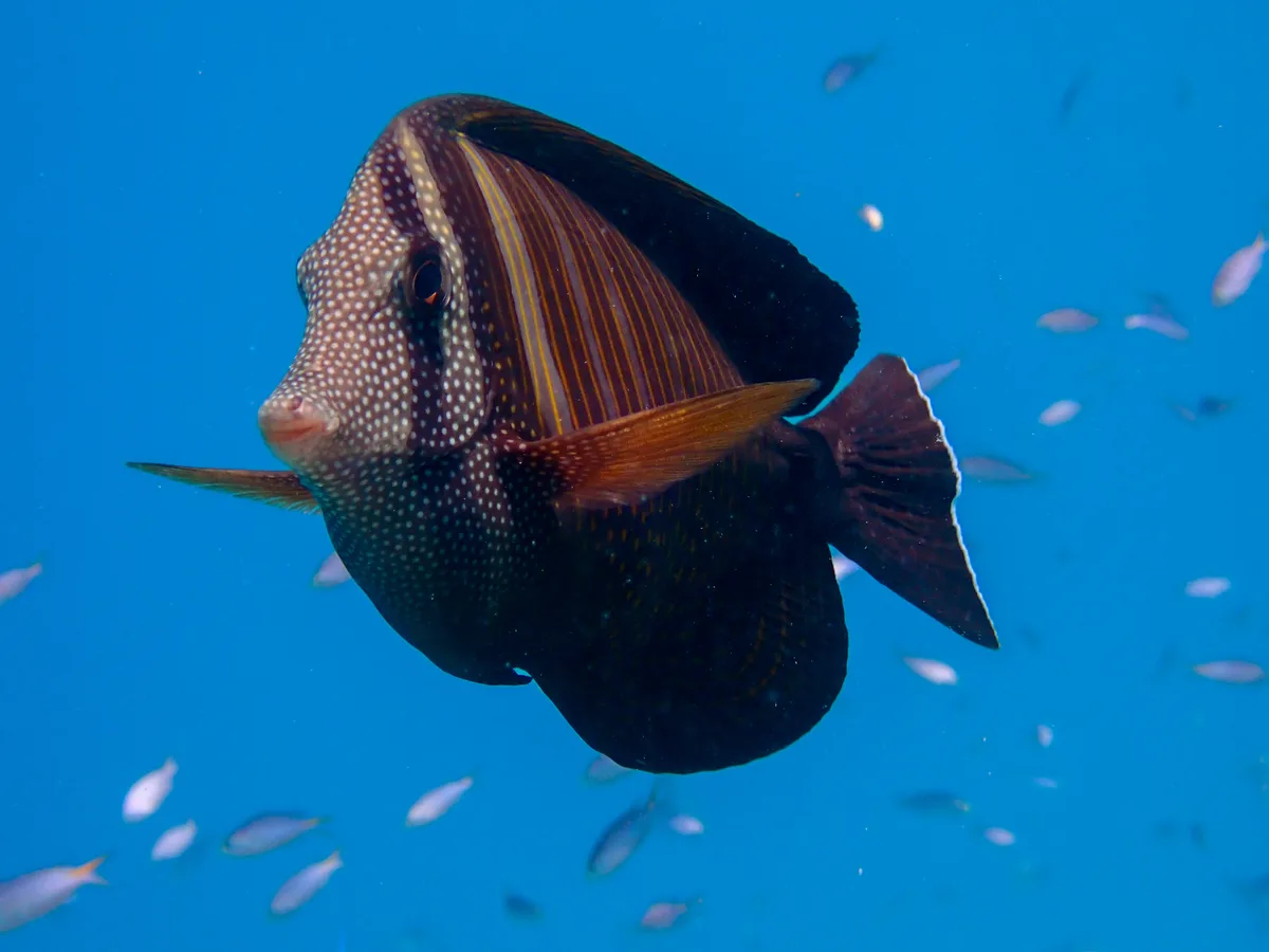Desjardin's Sailfin Tang
