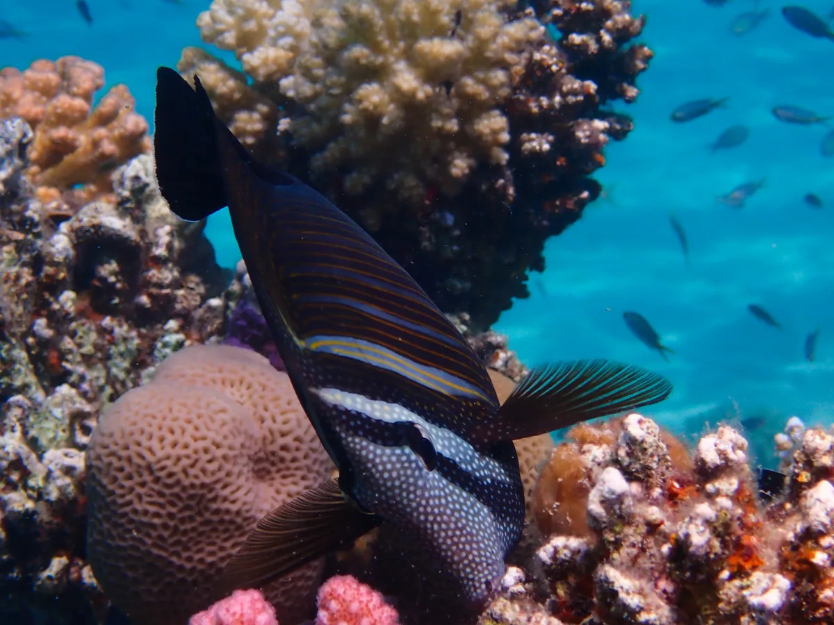 Desjardin's Sailfin Tang