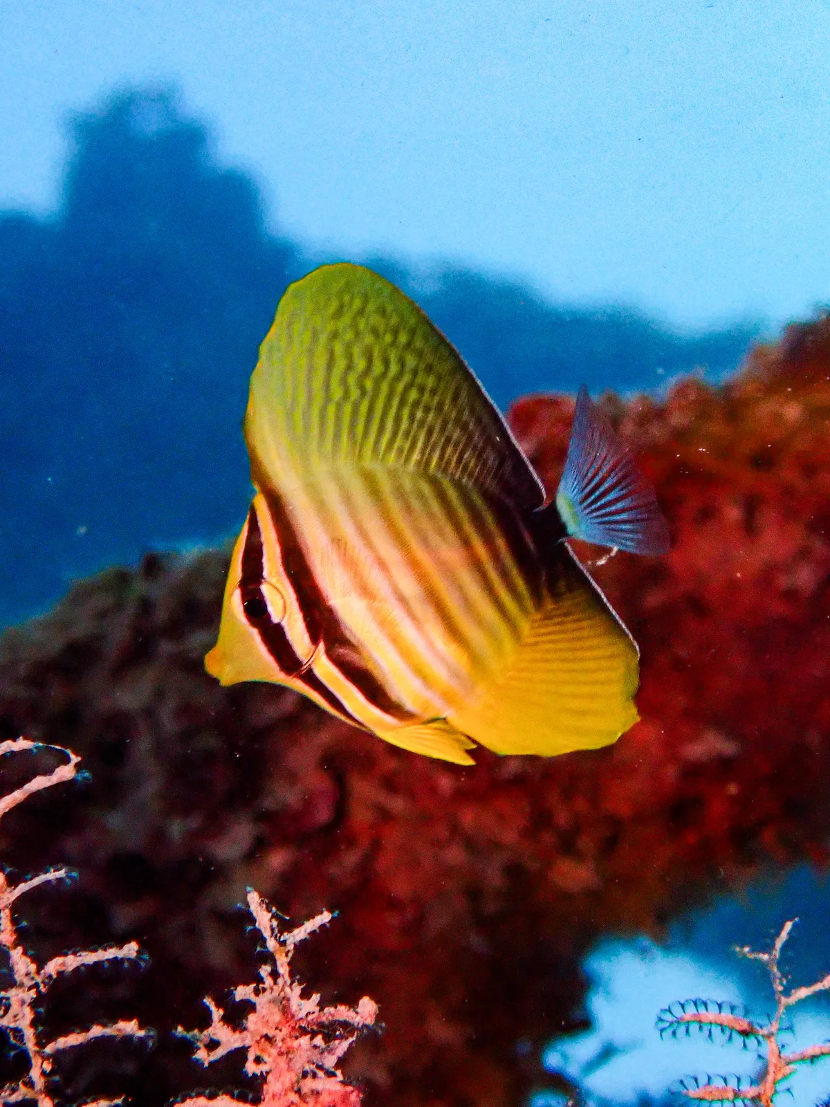 Desjardin's Sailfin Tang (juvenile)