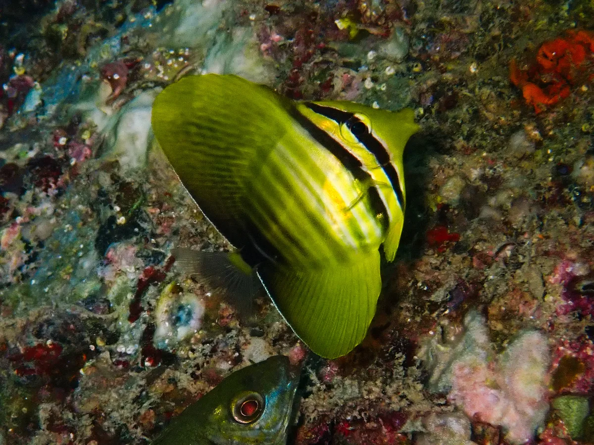 Desjardin's Sailfin Tang (juvenile)