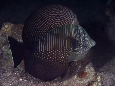 Sailfin Tang - Zebrasoma desjardinii