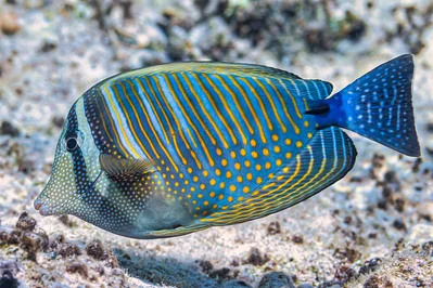 Indian sailfin tang - Zebrasoma desjardinii