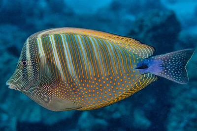 Indian sailfin tang - Zebrasoma desjardinii