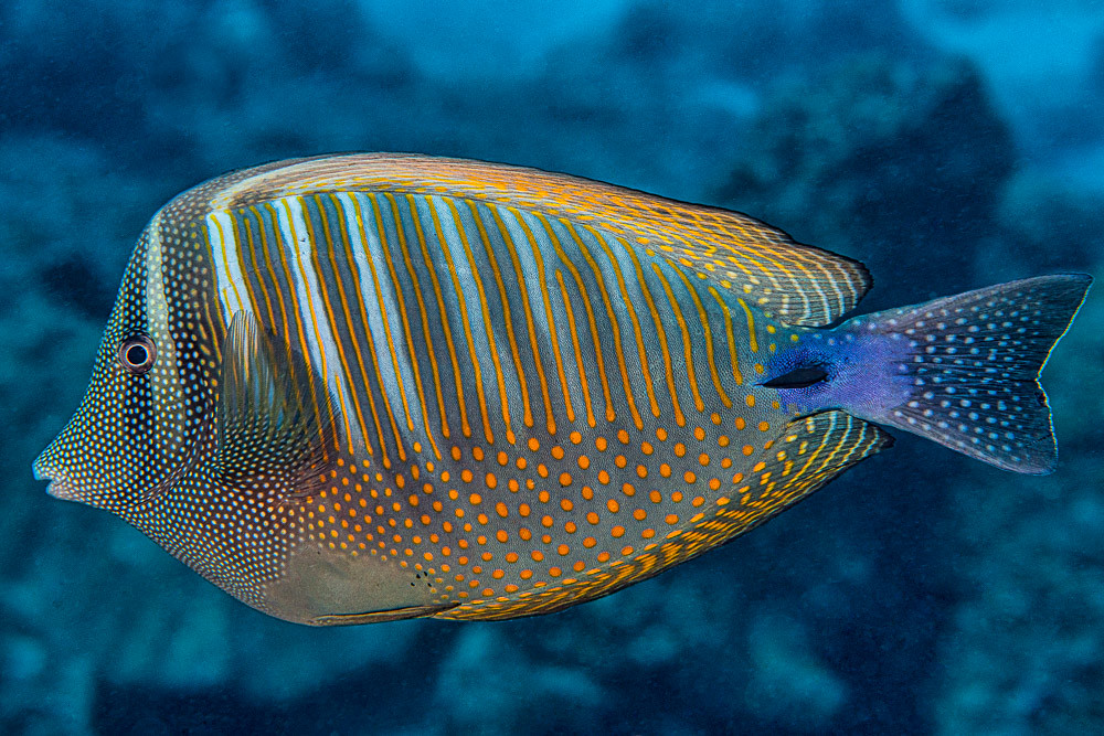 Indian sailfin tang - Zebrasoma desjardinii