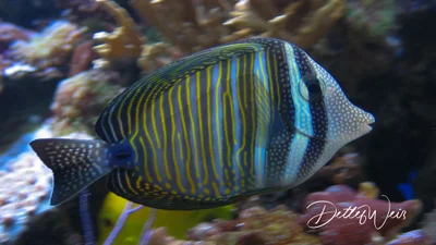 Zebrasoma desjardinii