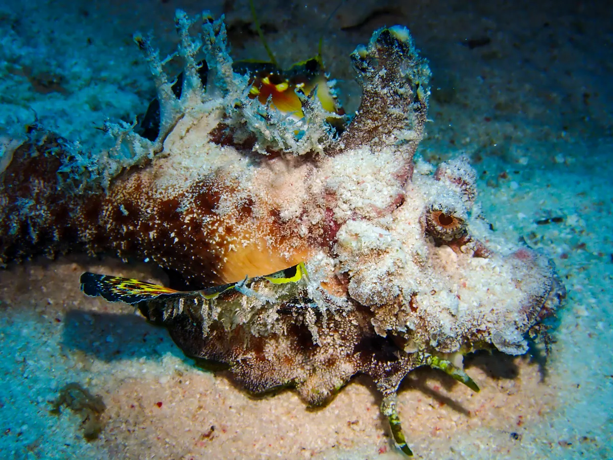 Devil Scorpionfish