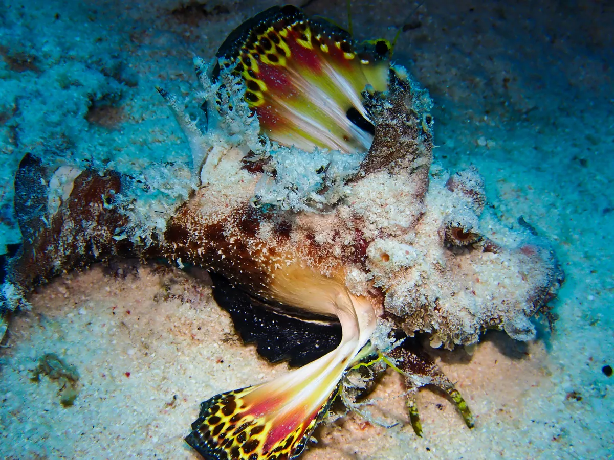 Devil Scorpionfish