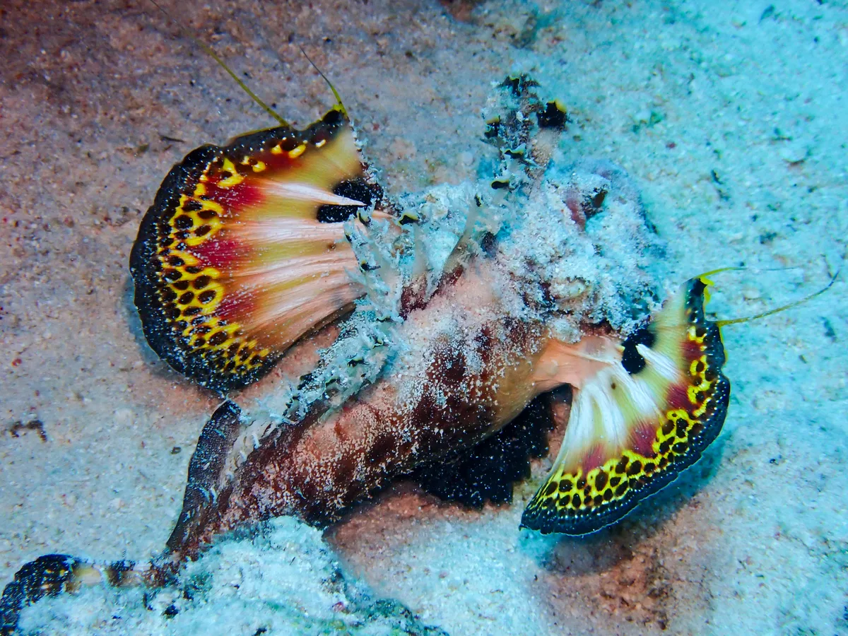 Devil Scorpionfish