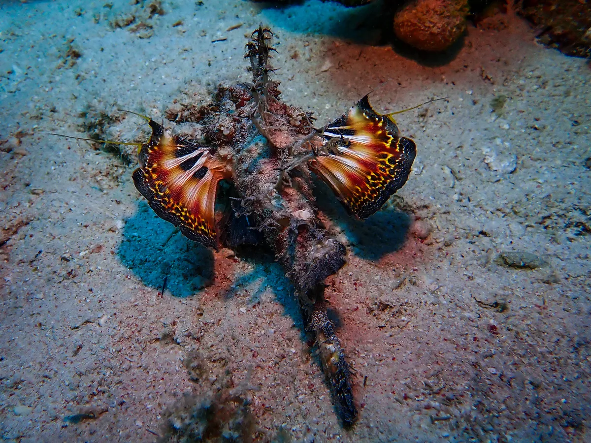Devil Scorpionfish