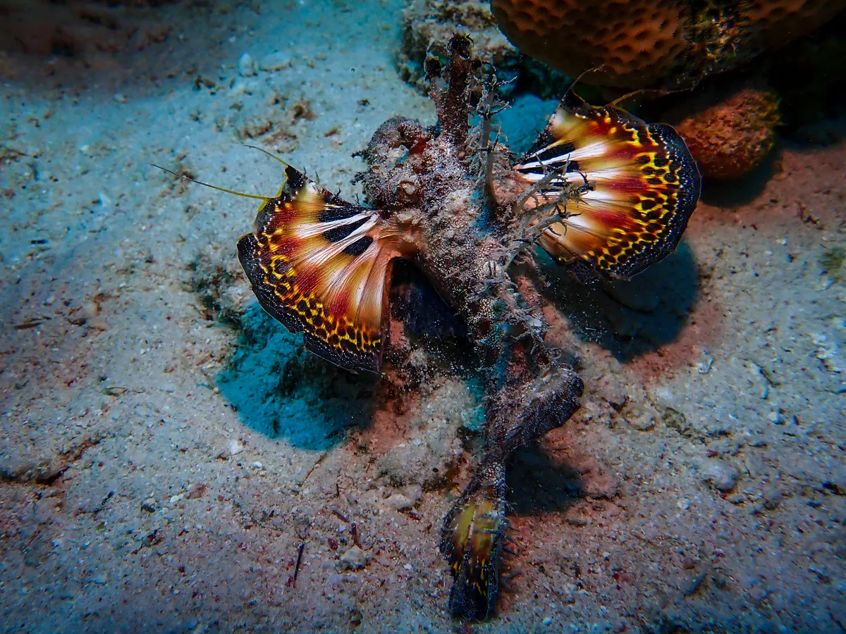 Devil Scorpionfish