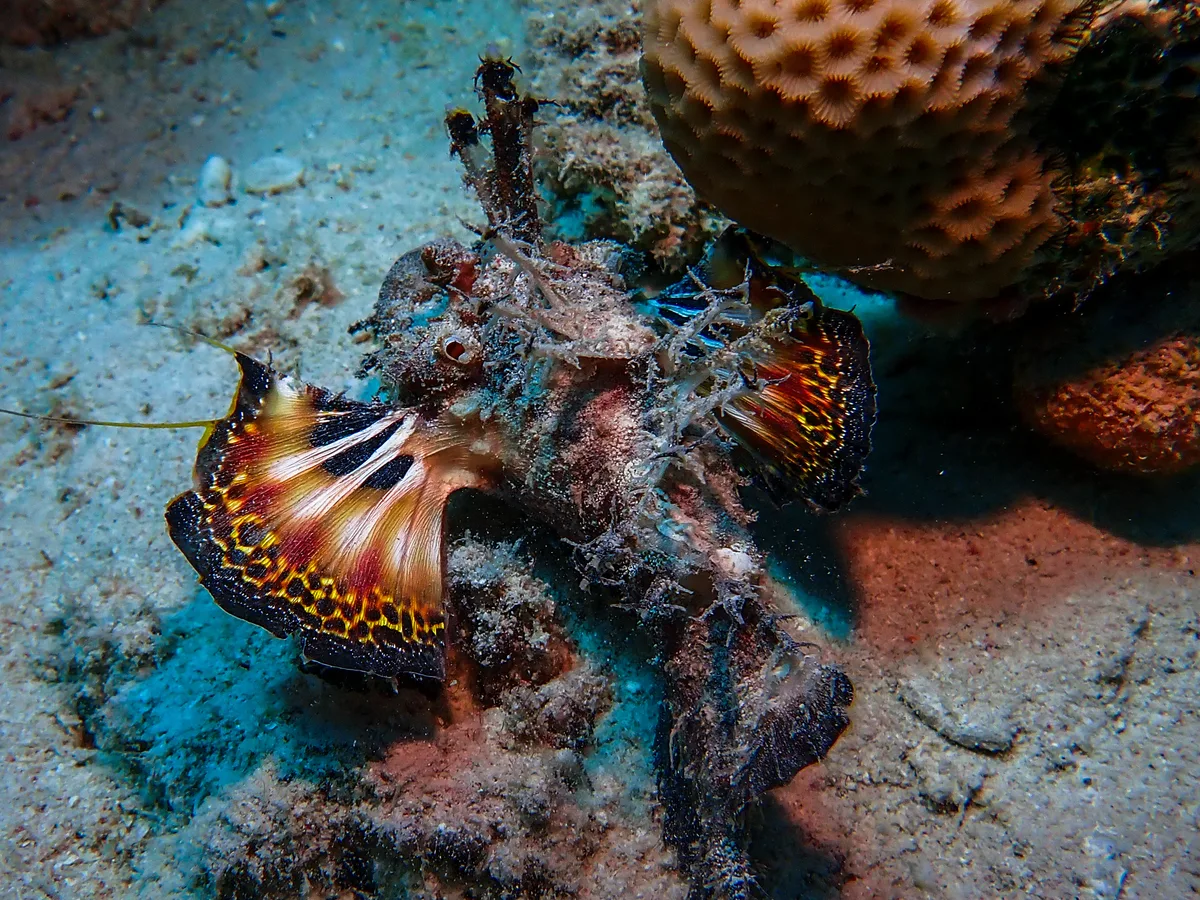 Devil Scorpionfish